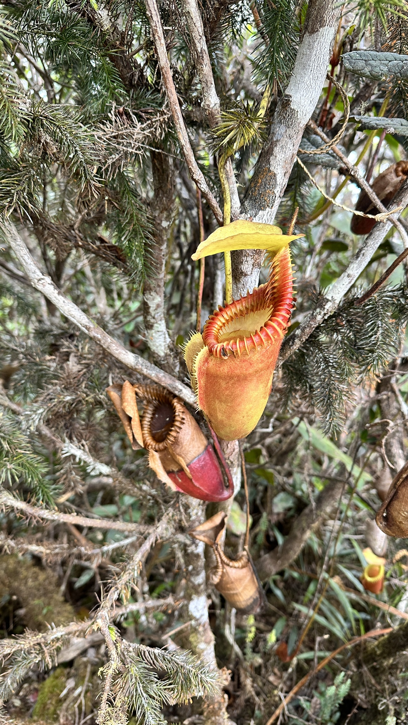 pitcher plant