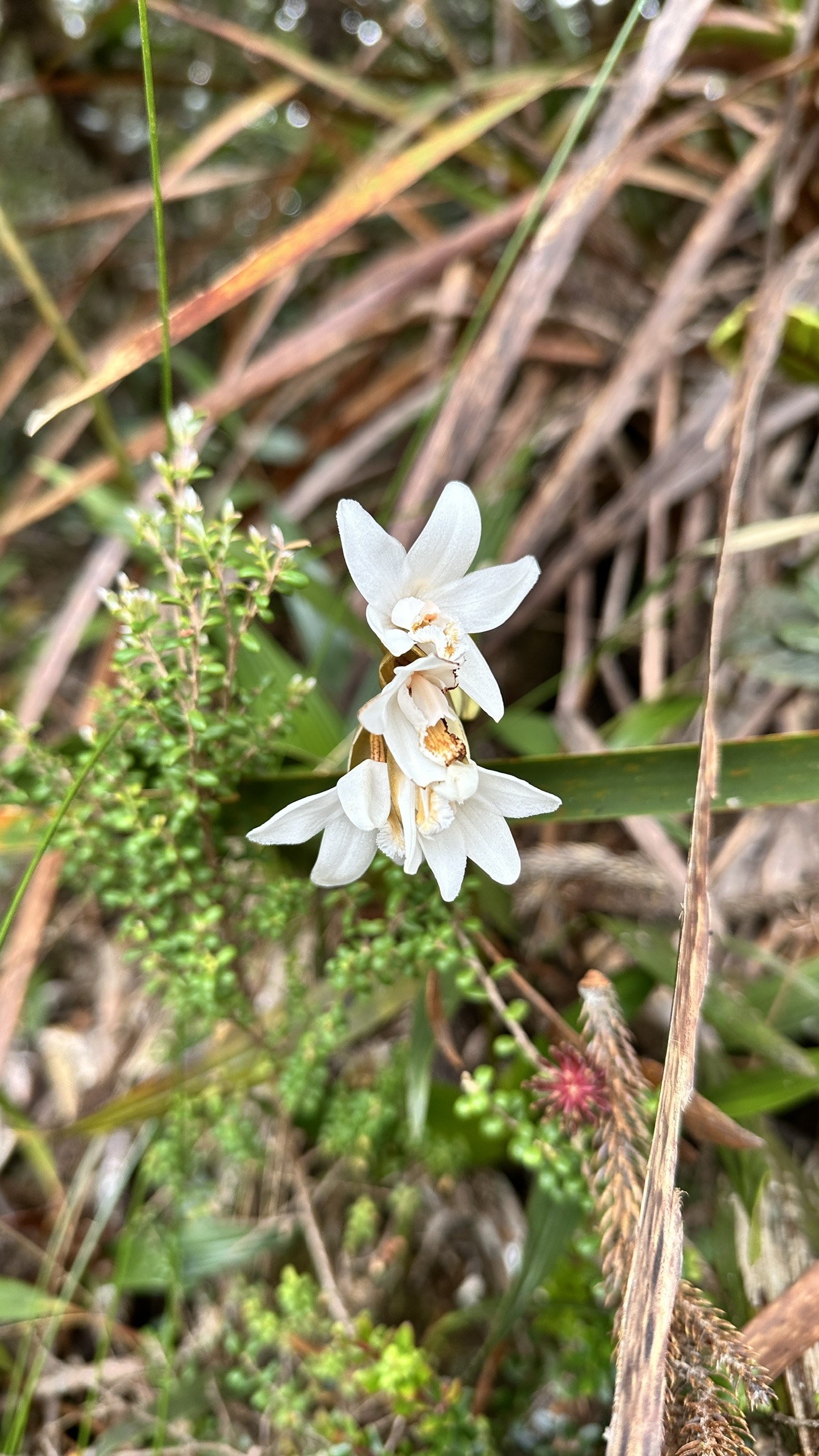 white flowers