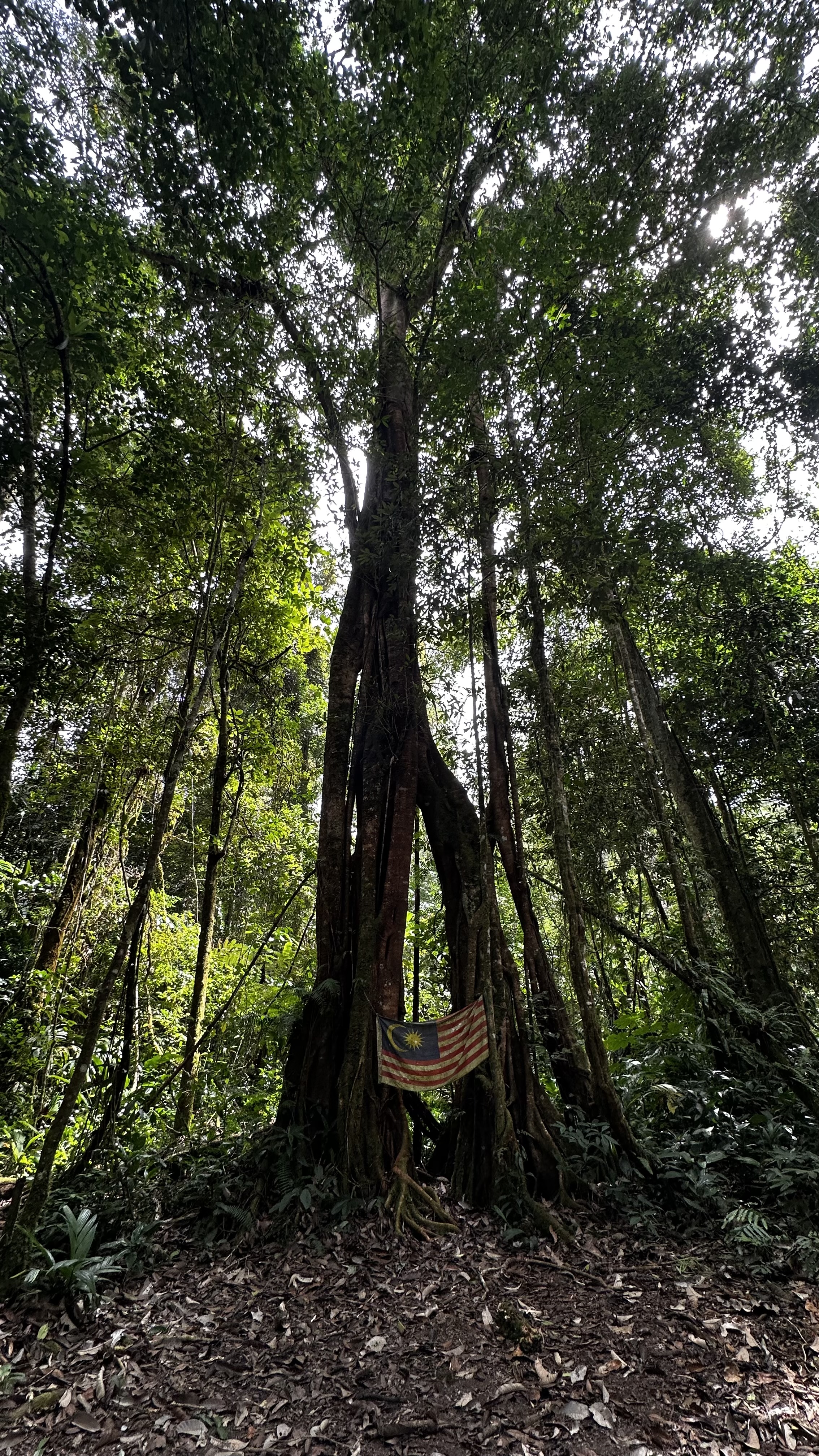 national-flag-on-tree