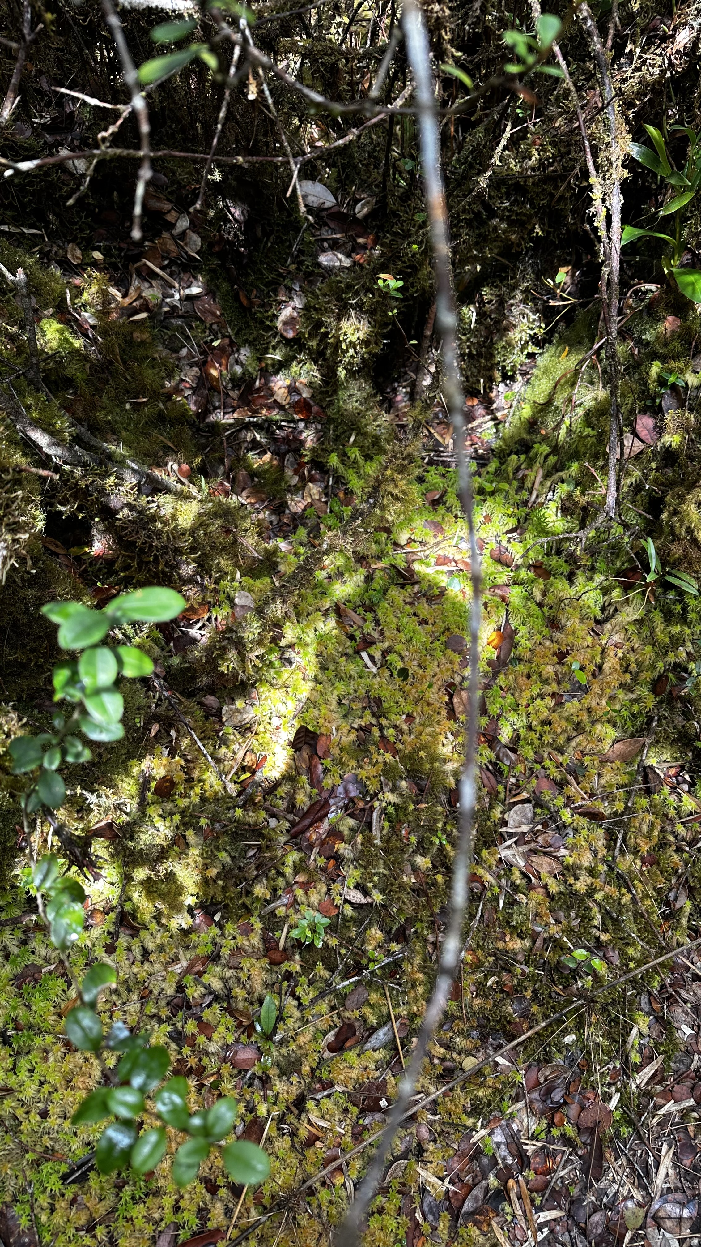 shadow-on-moss