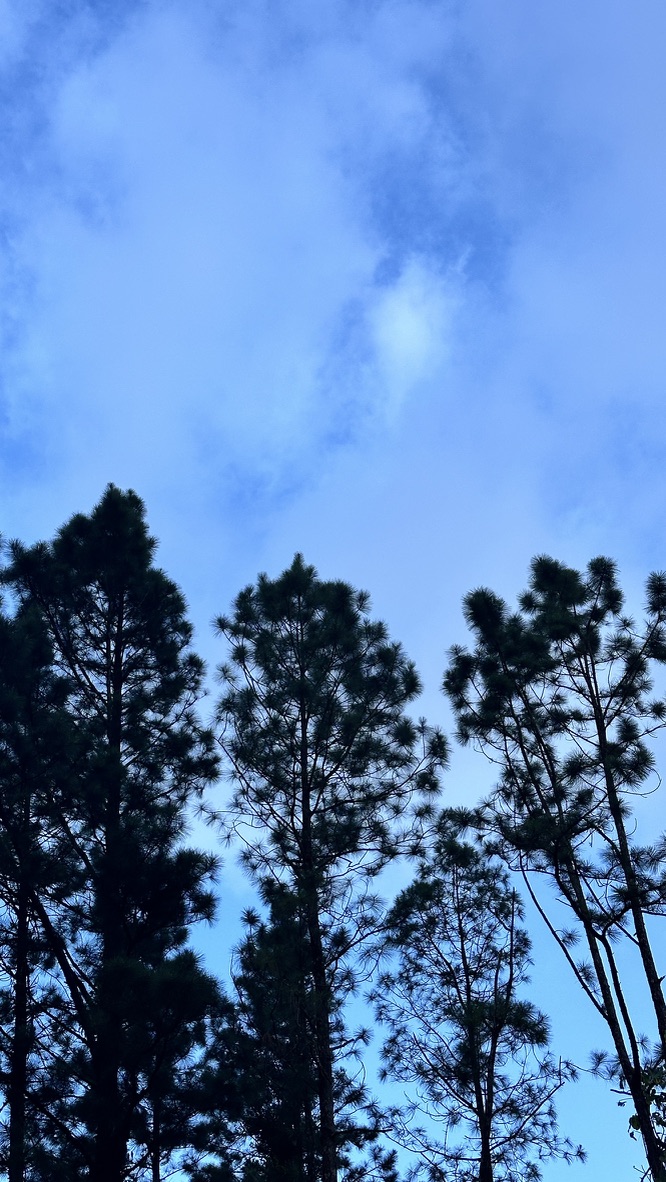 Random Trees