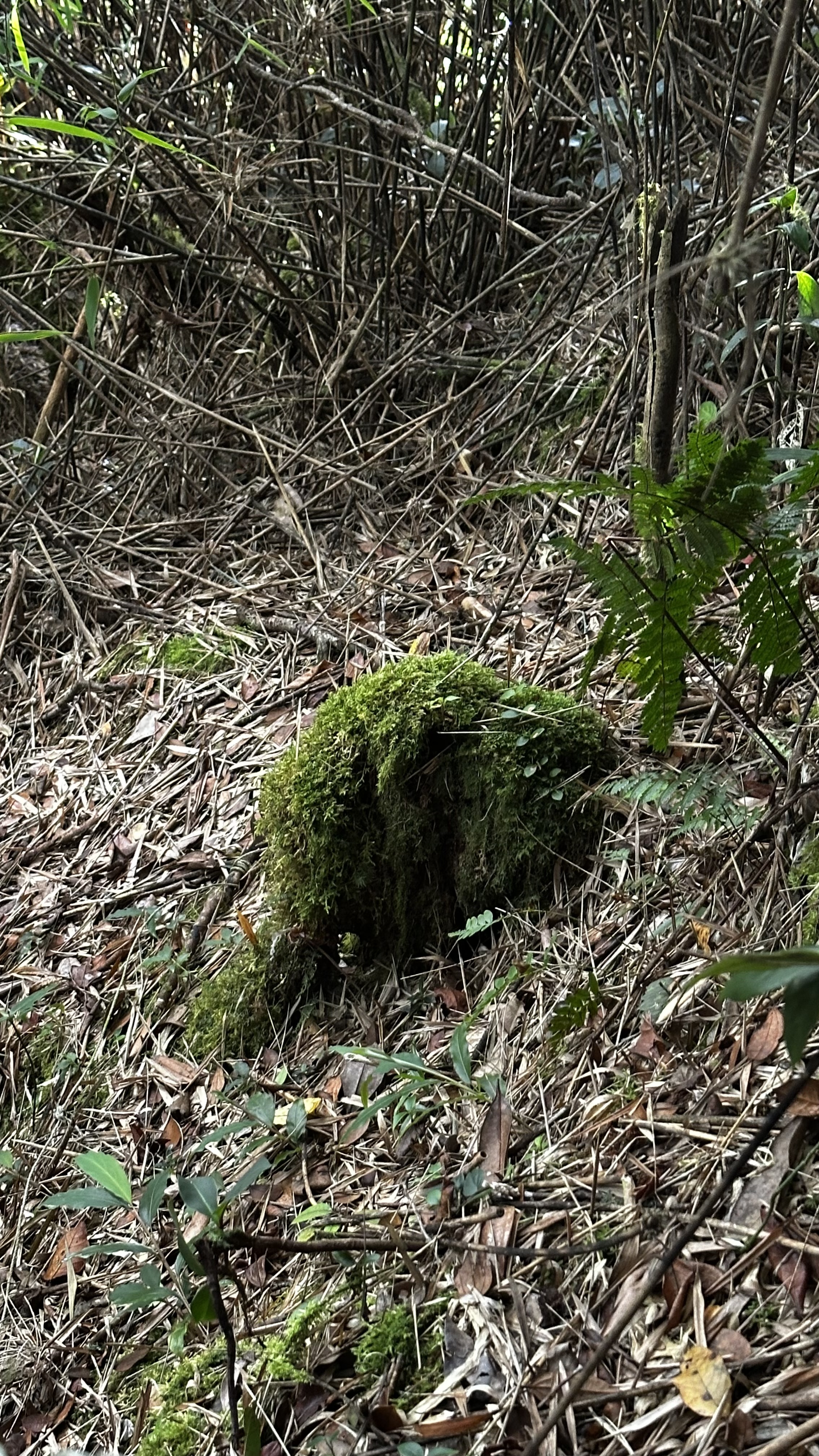 Elephant Moss