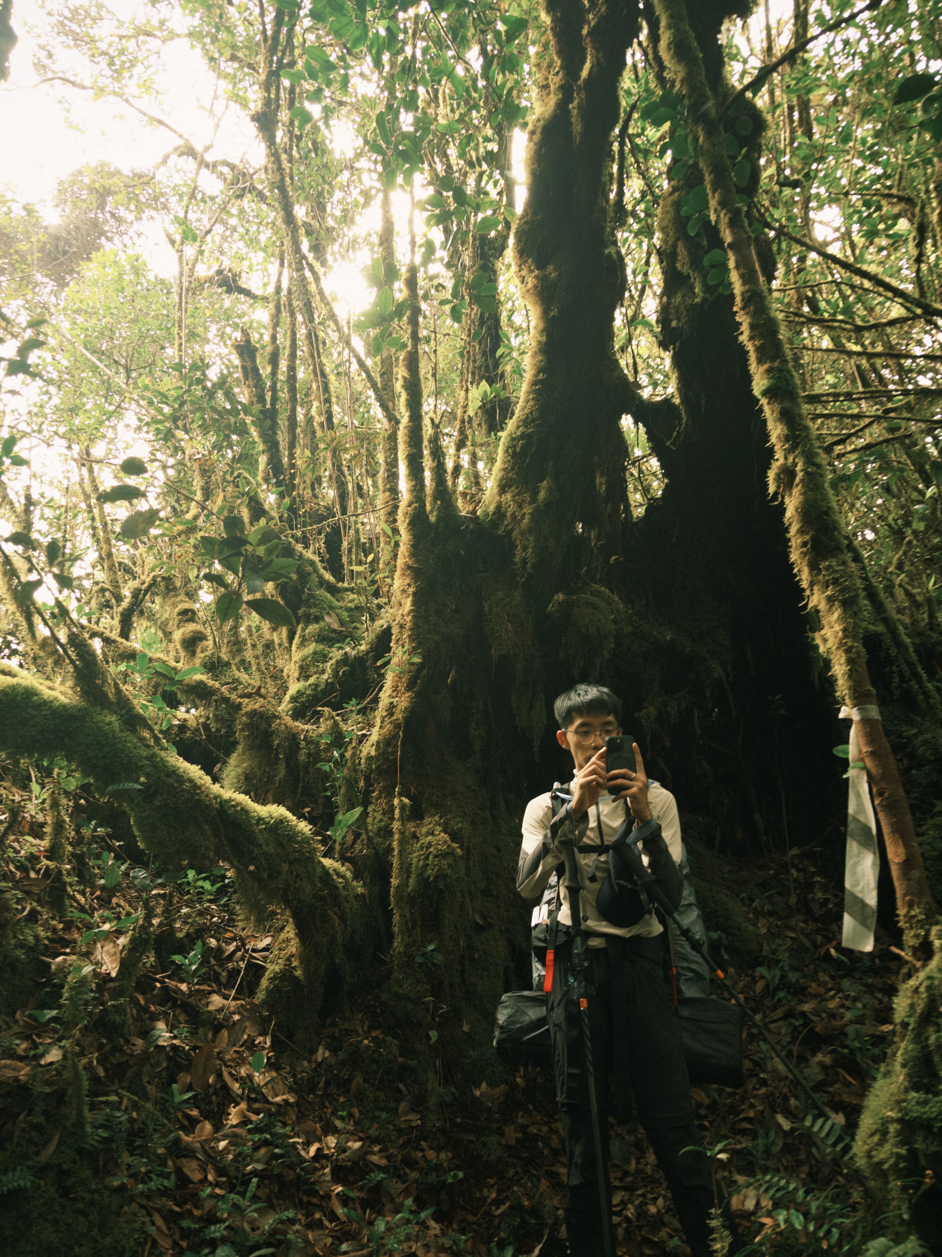 mossy-vibe