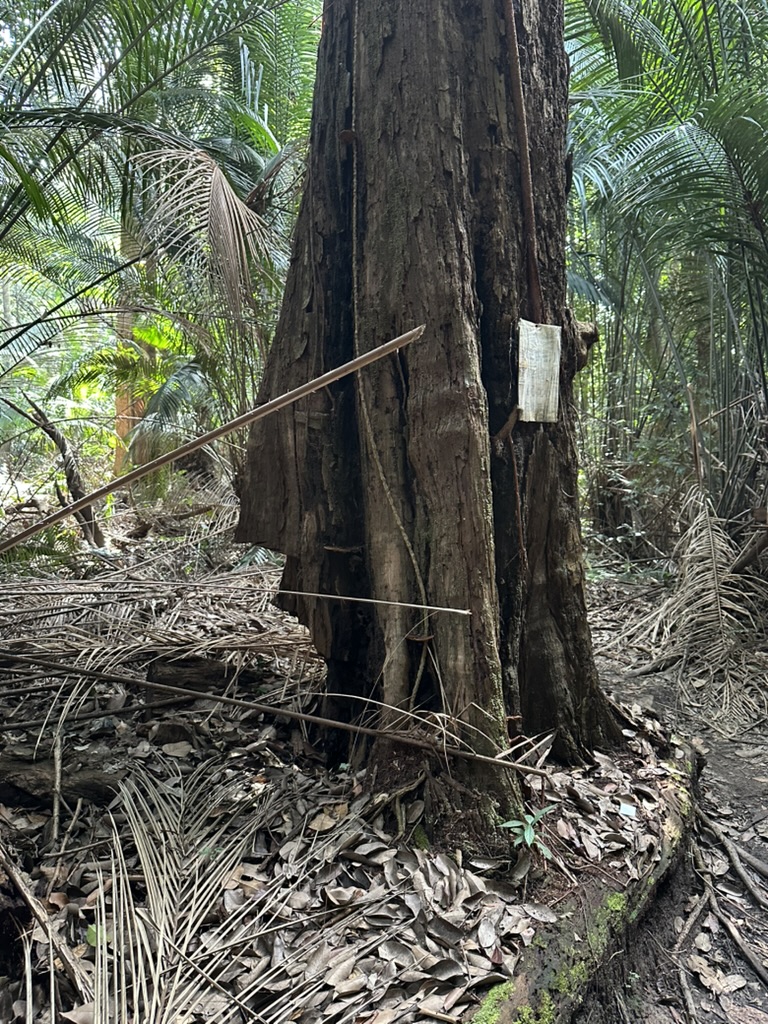 half-trunk