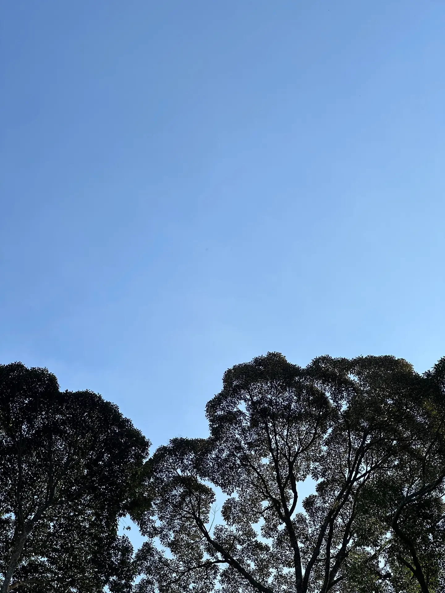 crown shyness