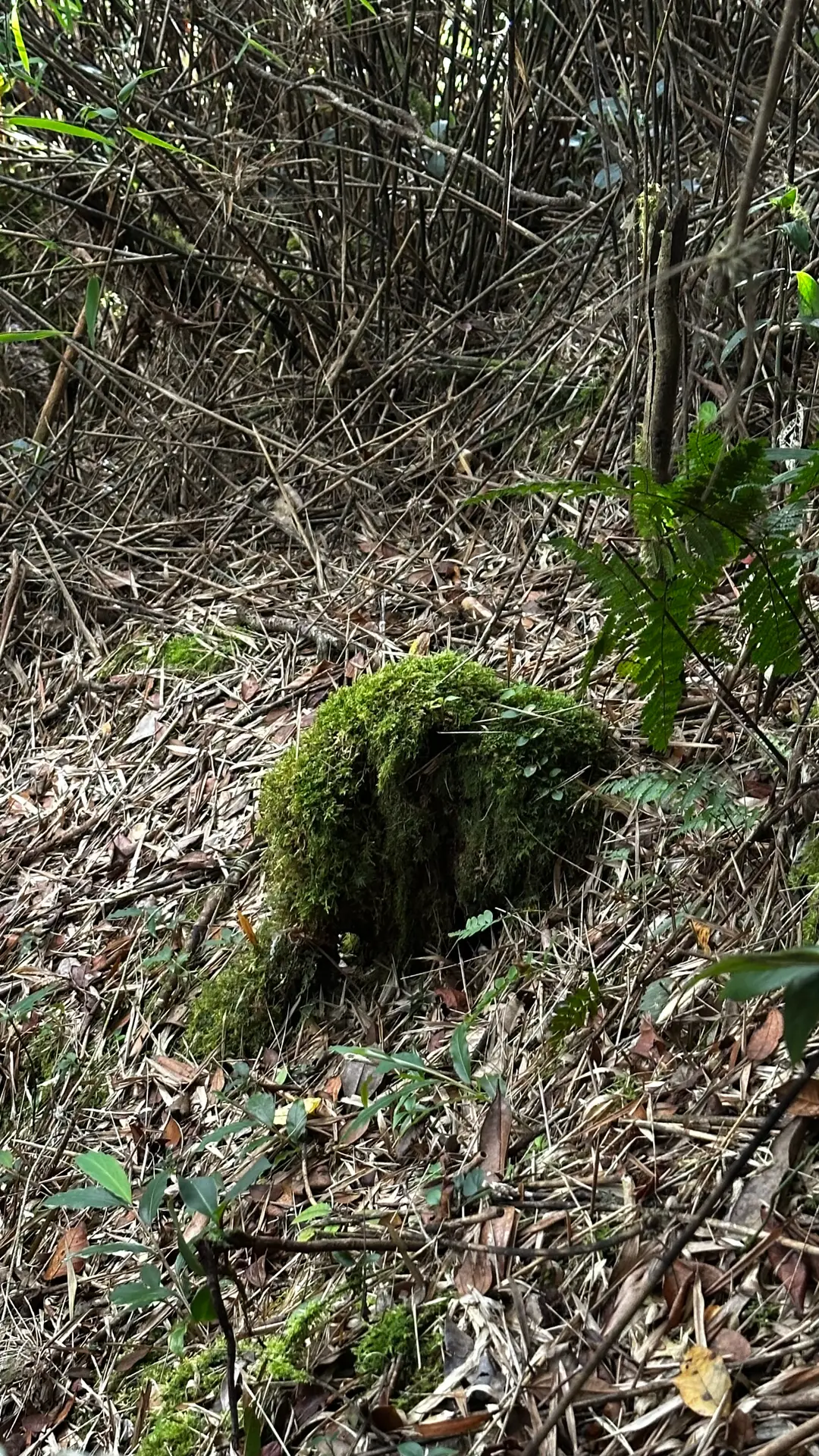 Elephant Moss