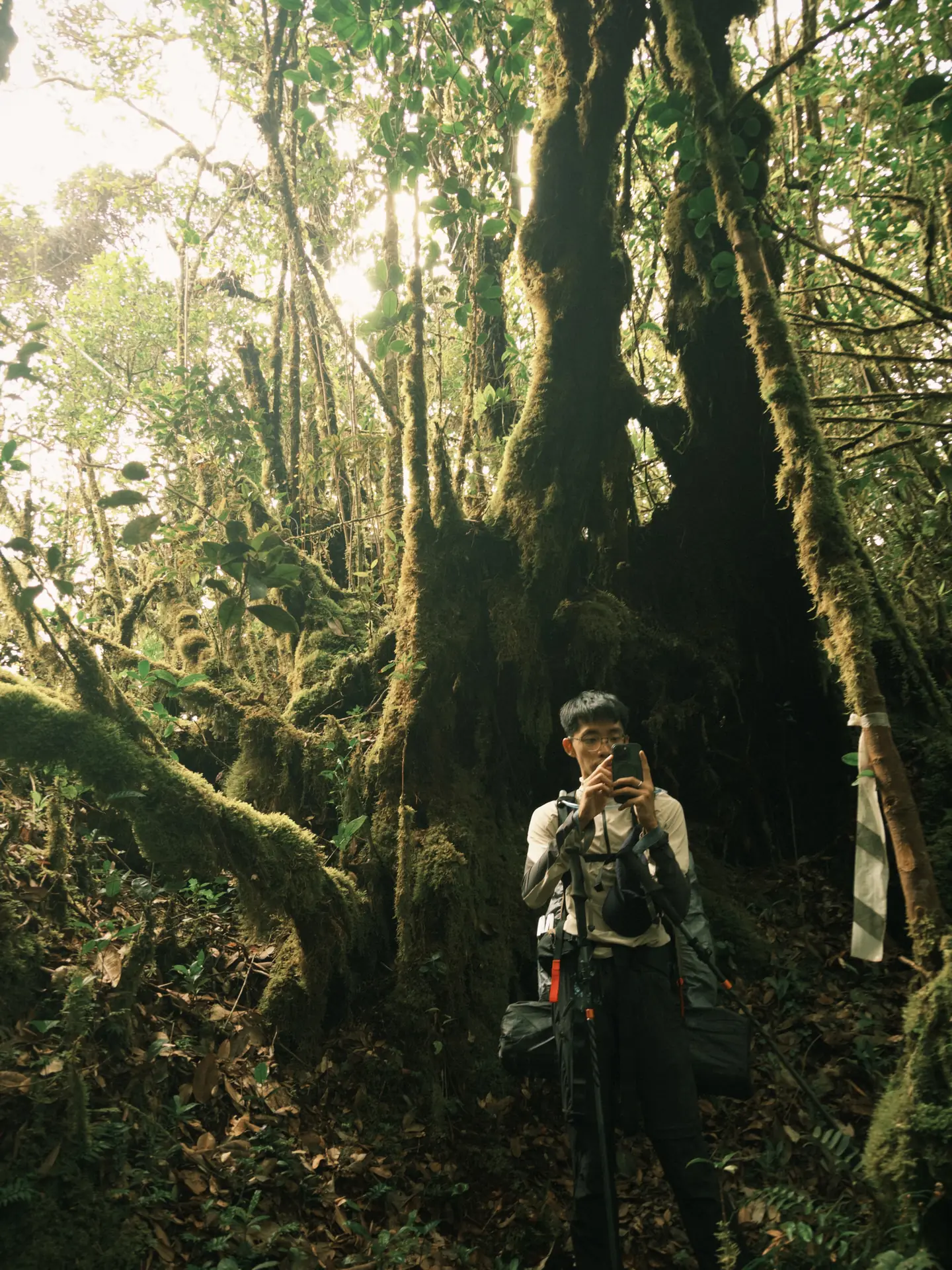 Mossy Vibe