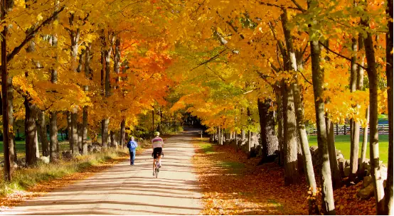 Cyclists riding past autumn trees towards Lake Biwa