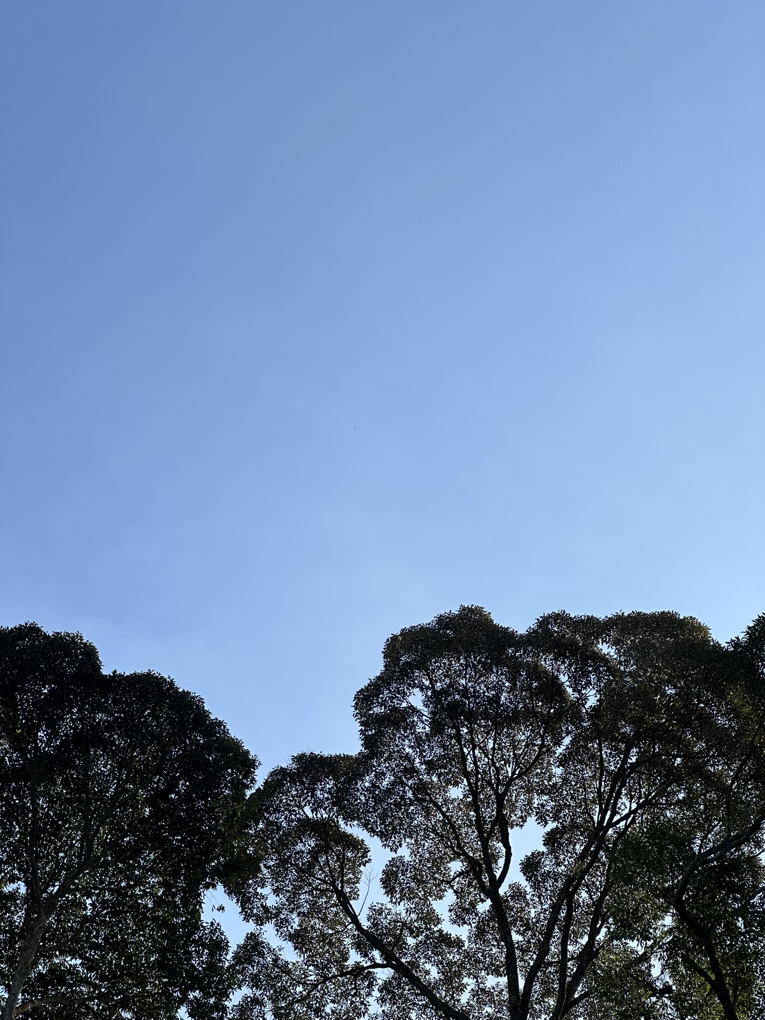 trees-leaves
