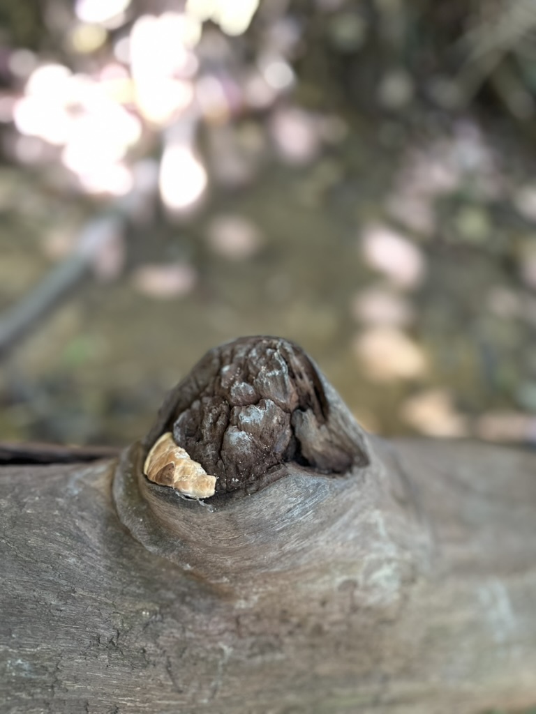 trunk-fungus