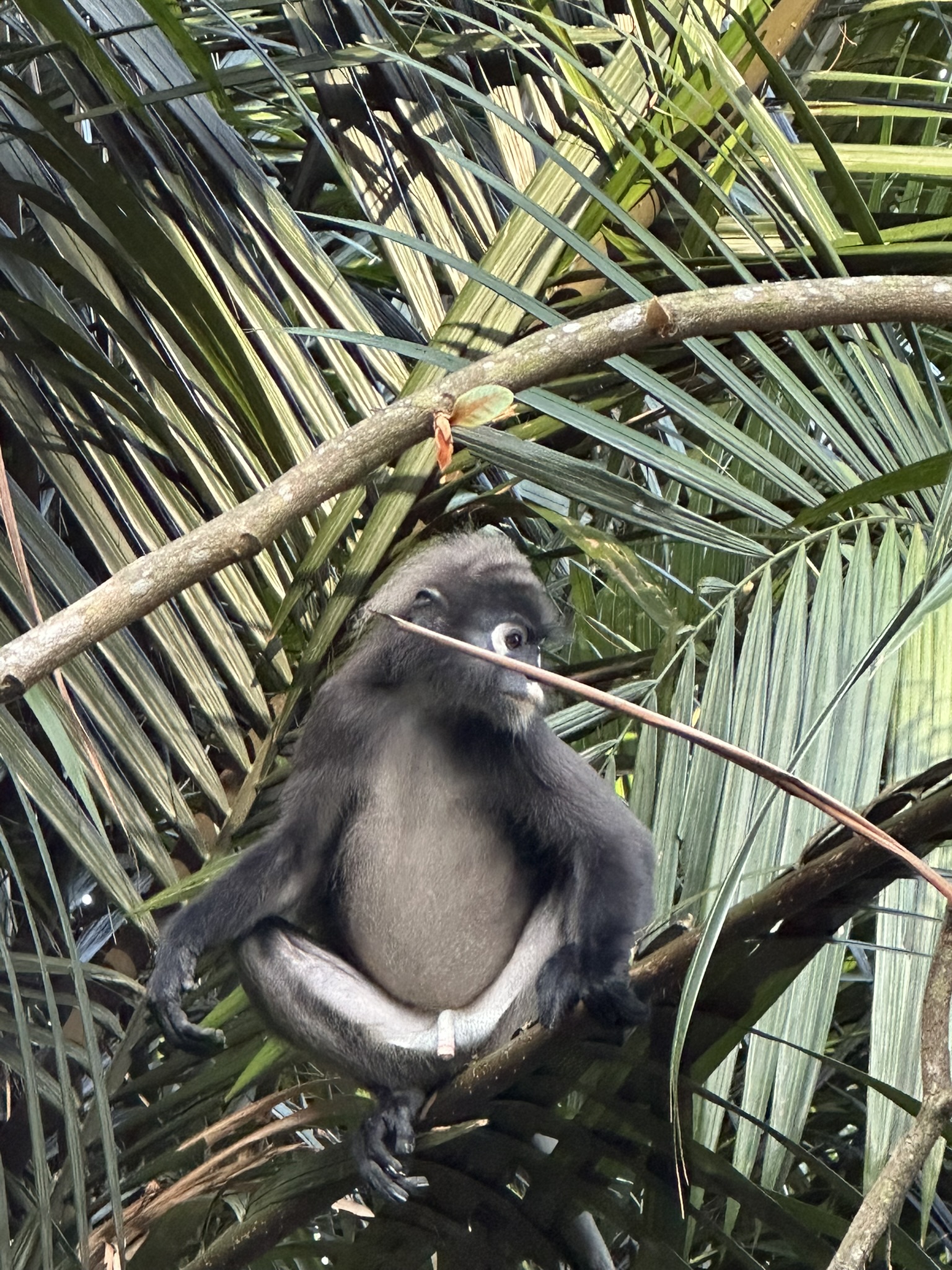 white-browed-monkey